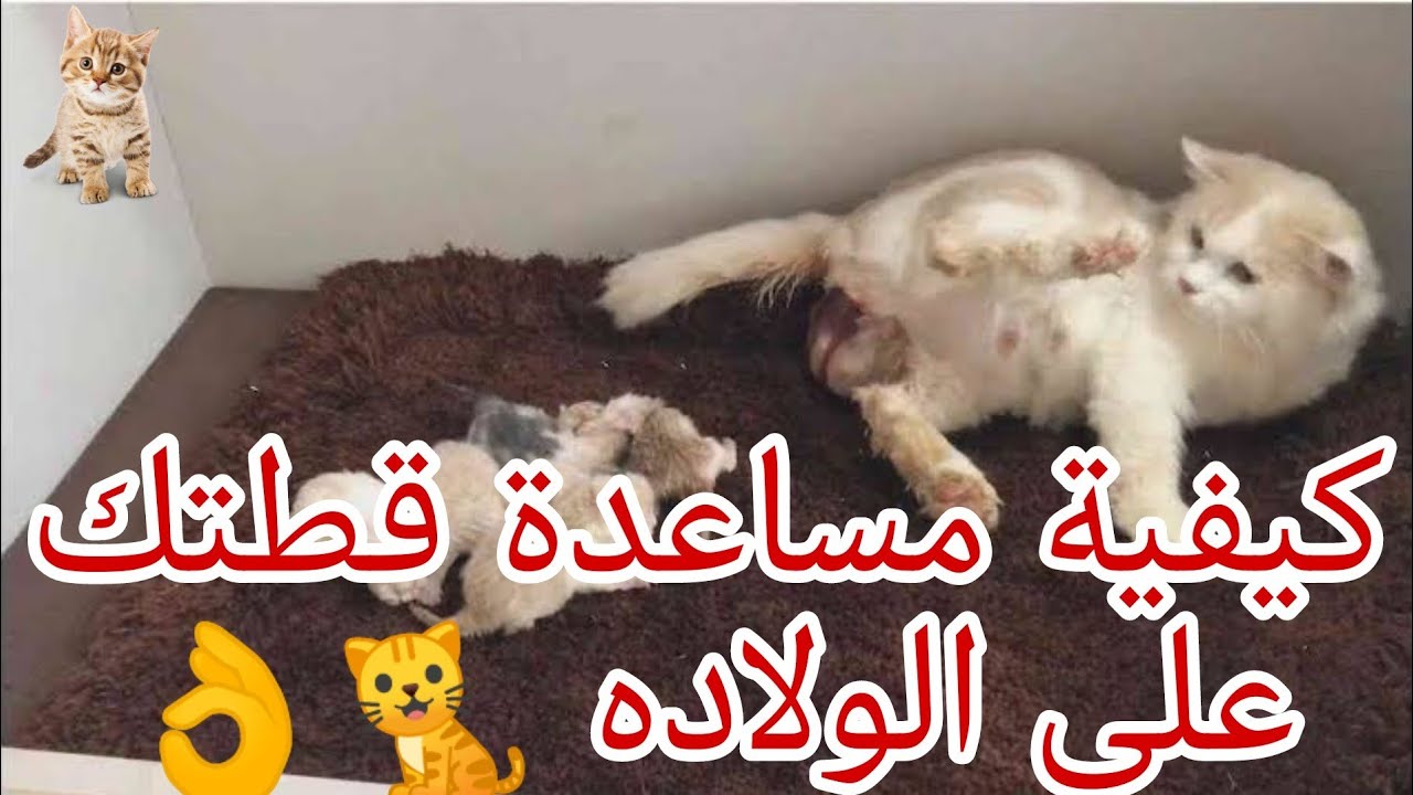 كيفية مساعدة قطك علي الولاده 🐈👌