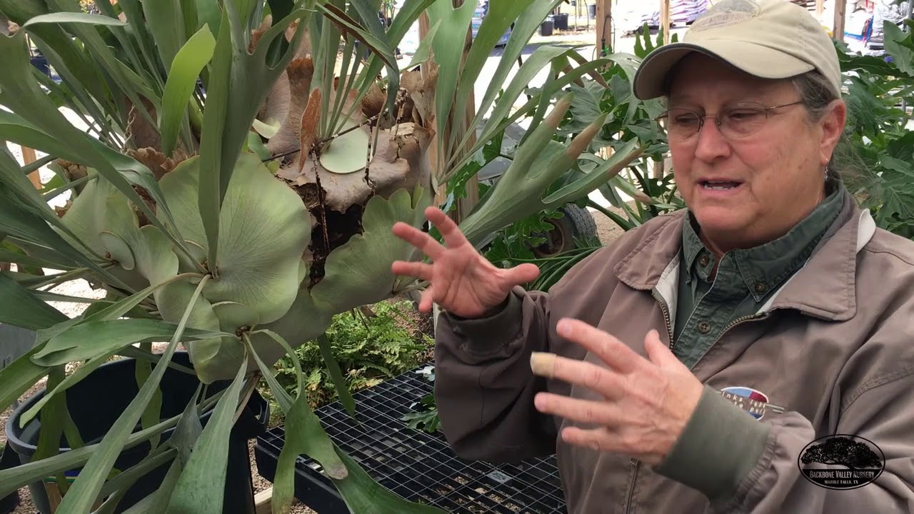 All About Staghorn Ferns
