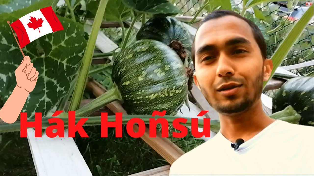 Rohingya Hák Hoñsú ar Két Holá (Vegetable Garden) Vlog #1 by @ZaforAlom