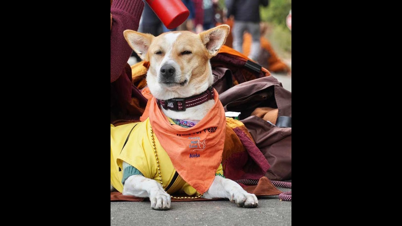Aloka, The Peace Dog - The Heart That Walks