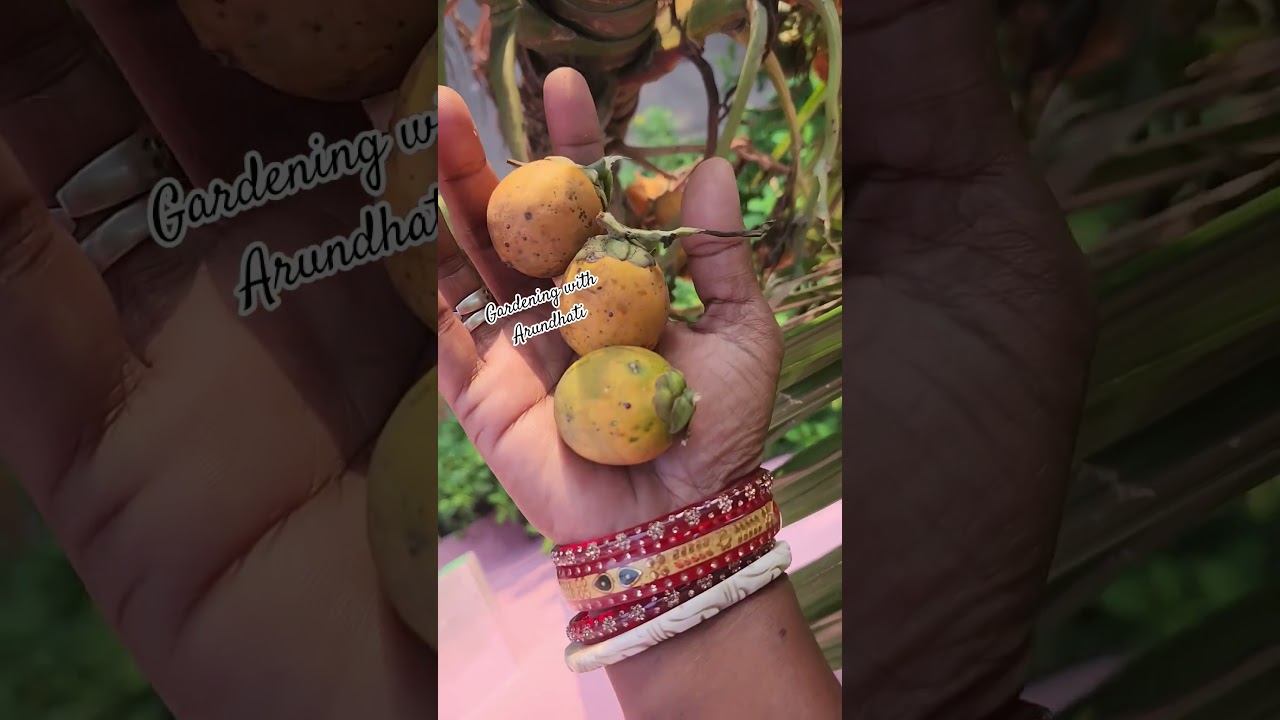 Harvesting beetal nuts 🥜🌰🌰🌿🌰 #gardening #shorts #youtubeshorts #garden #shortsfeed #gardening