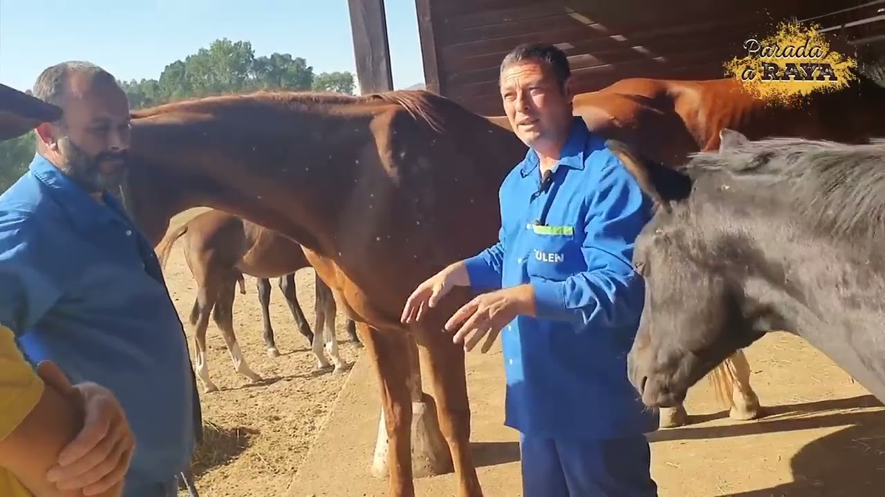 ¿Cómo se hace el destete de los potros?