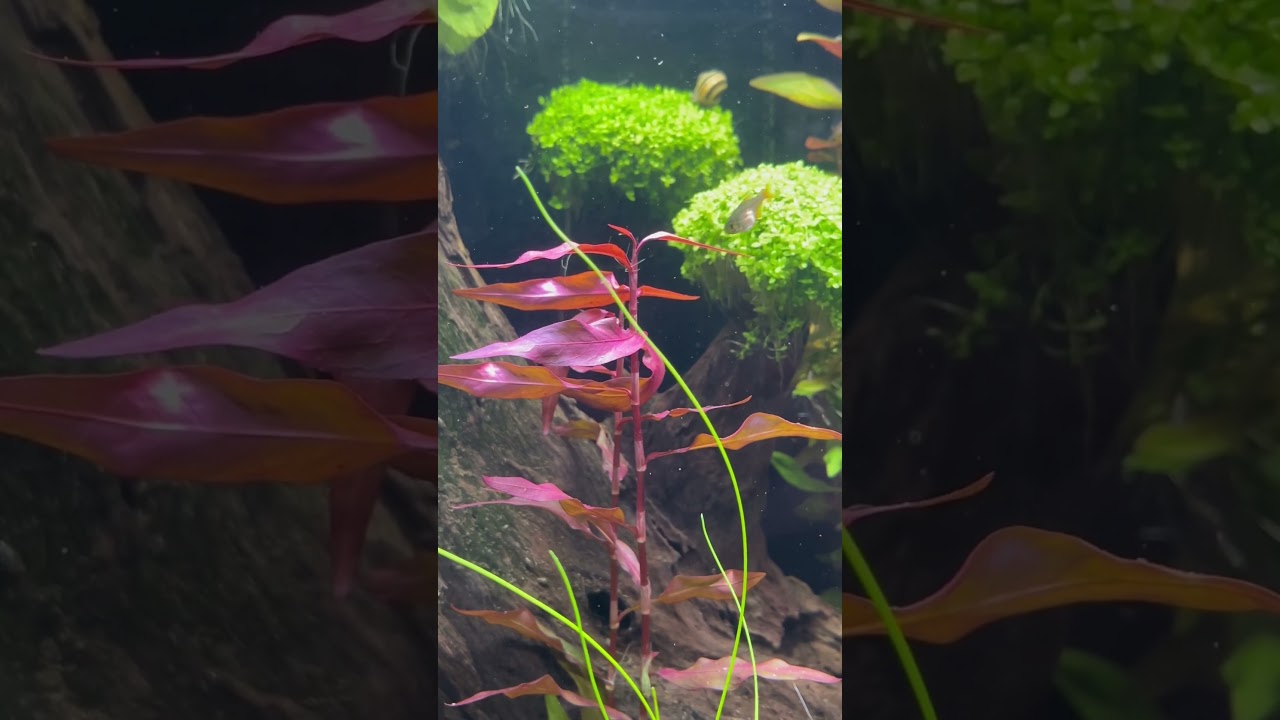 Update &bdquo;Amazonas Biotop&ldquo; Aquarium
