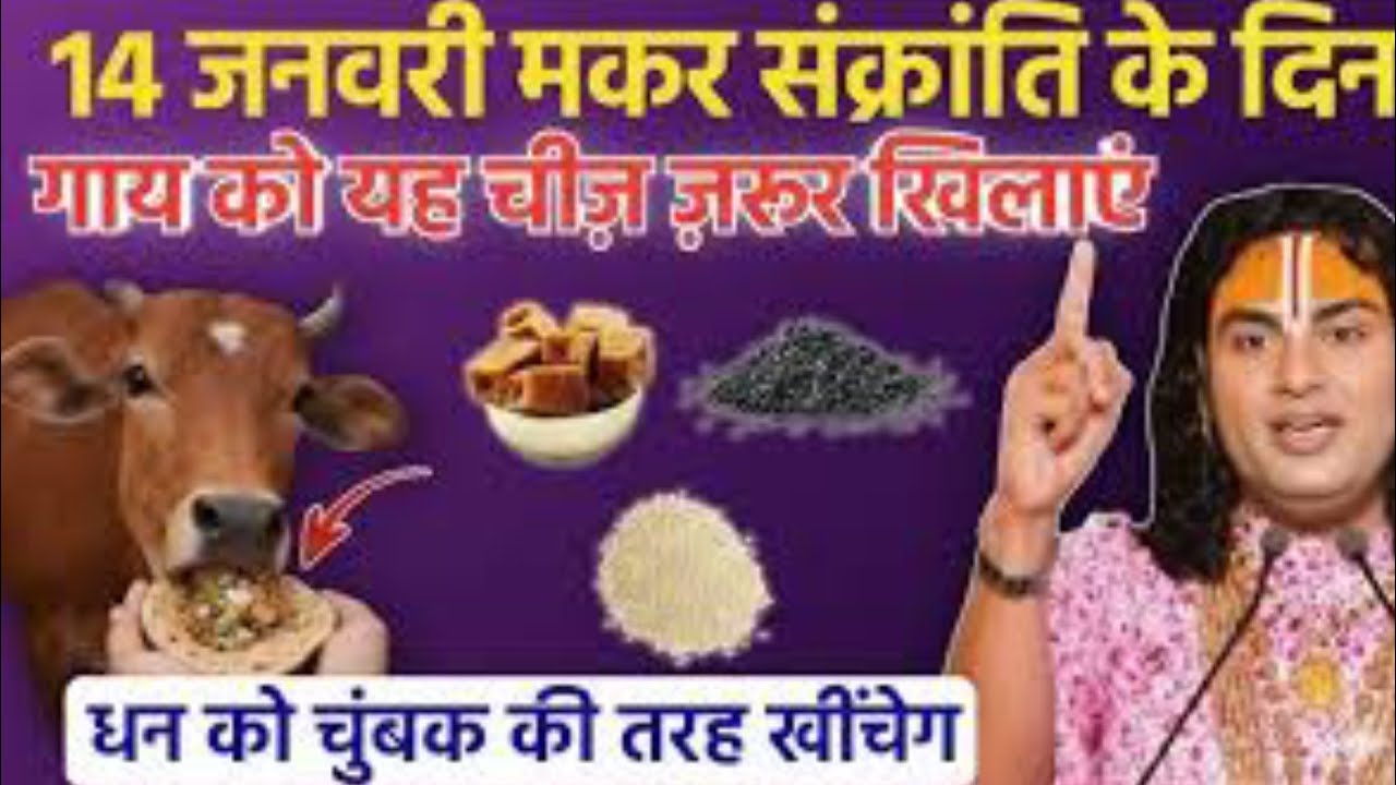 14 जनवरी मकर संक्रांति के दिन गाय को खिला देना, यह 1 चीज मालामाल हो जाओगे!