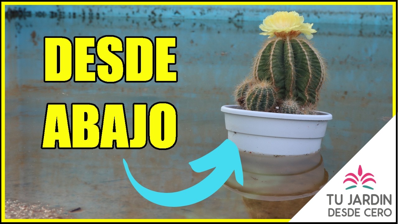 💧 Lo MALO de regar macetas por inmersión o inundación + Ventajas del riego mediante inmersión.