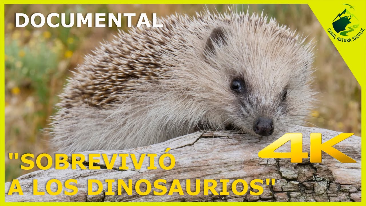 🦔 El Pequeño Acorazado del Cretácico 🛡️🌿 La Vida Secreta del Erizo  #FaunaIbérica #NaturalezaEspaña