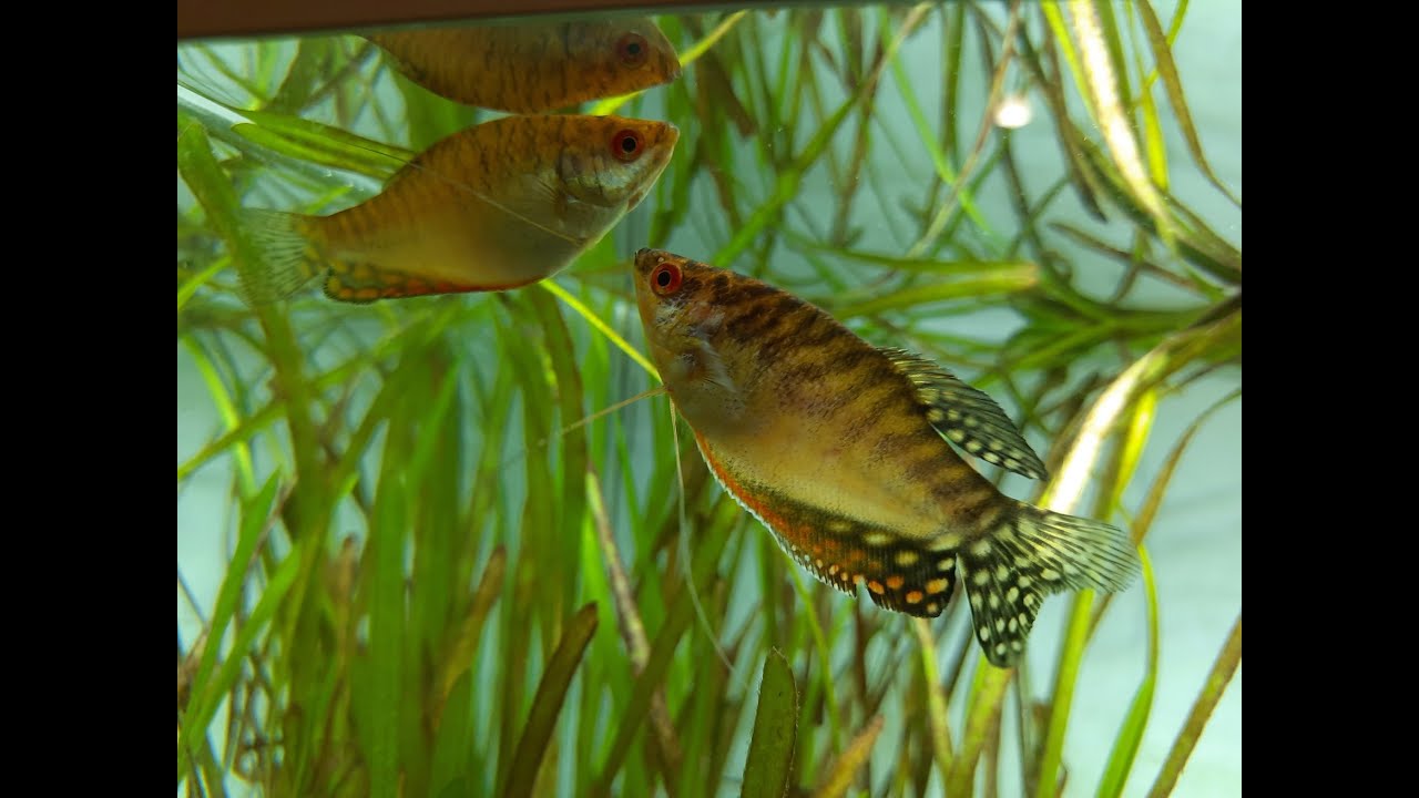 Gurami złoty (Trichogaster trichopterus „Gold”)