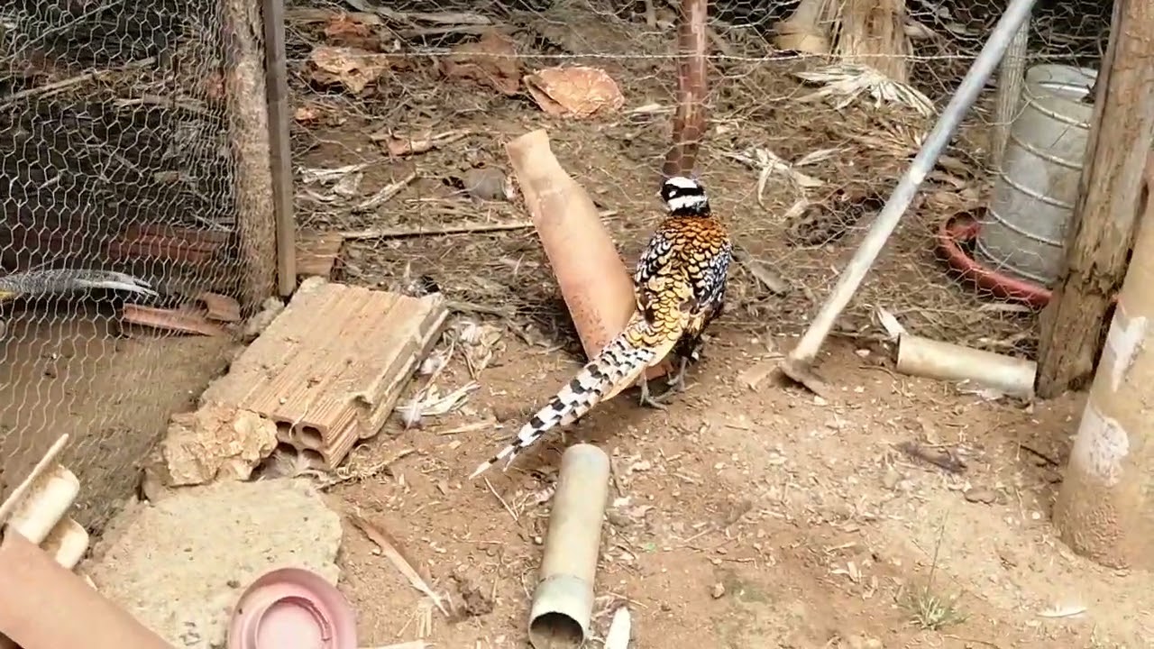 COMO CRIAR FAISÃO SOUTOS E MOSTRADO ELES JÁ SOUTOS