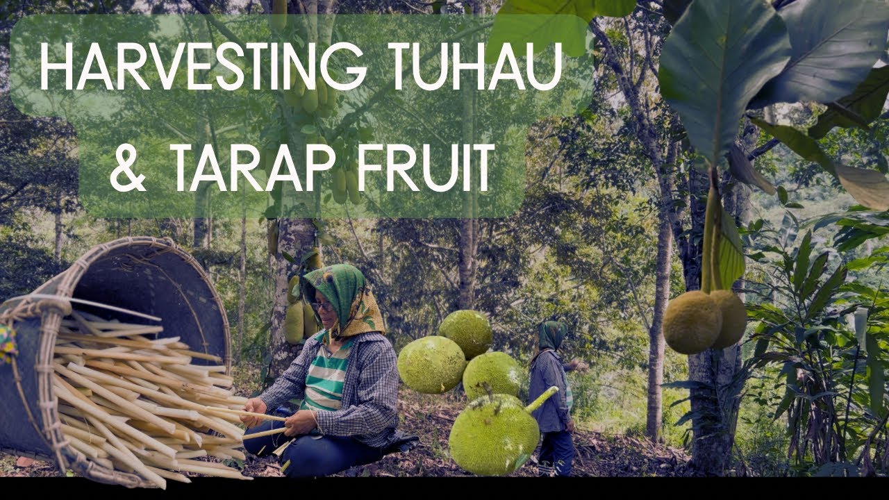 Harvesting Tuhau and Picking Tarap Fruit at Sabah Borneo Countryside | Rural | Local Specialities