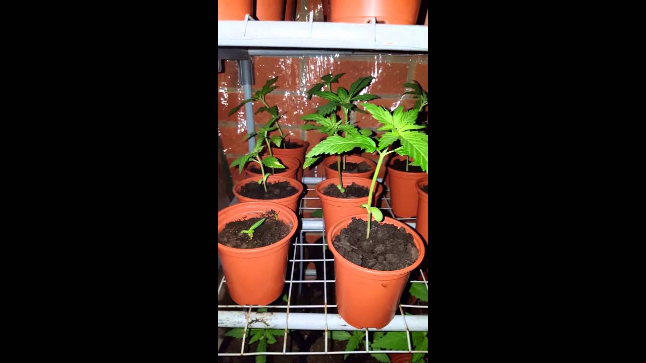 UK Outdoor Grow Week 4
