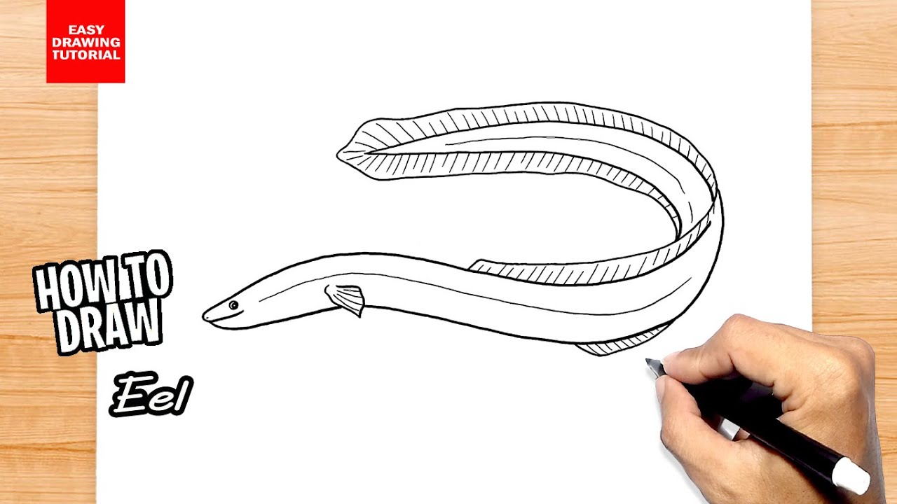How to draw Eel
