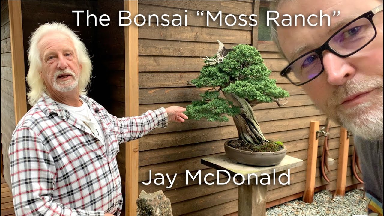 Bonsaify | How to Put Moss on Your Bonsai for Show Preparation w/ 