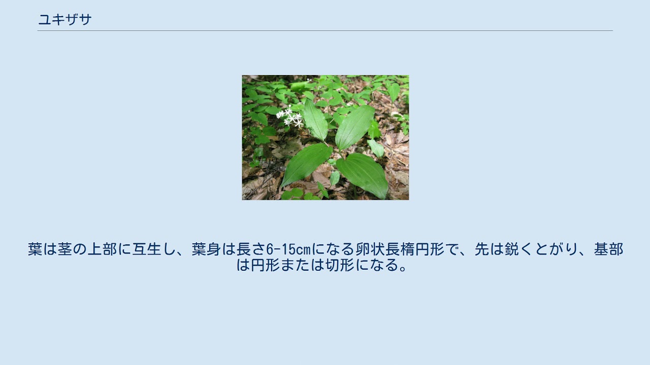 ユキザサ