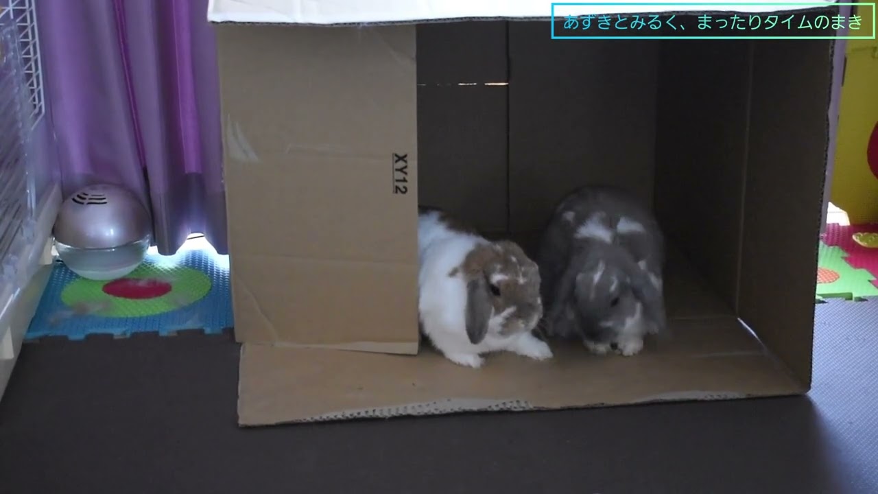 【Holland lop ear rabbit】Azuki’s daily life 43　　中村小豆43｢あずきとみるく、まったりタイムのまき｣