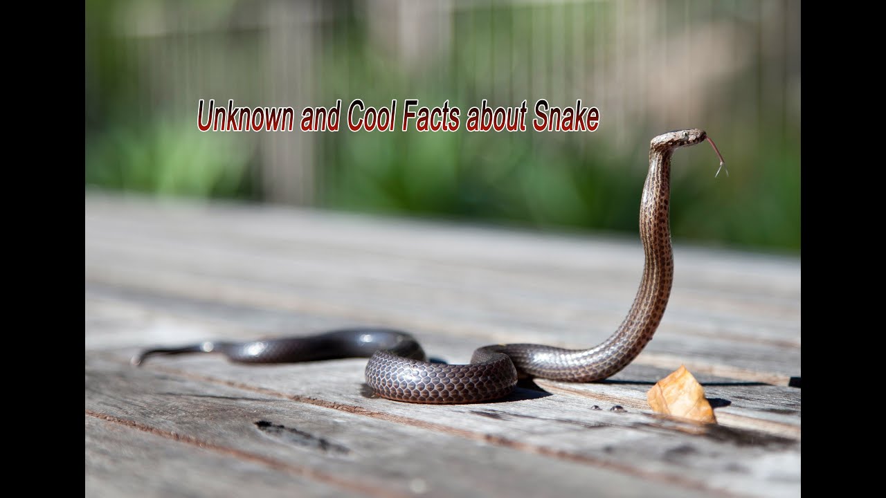 Amazing Facts About Snake 🤔