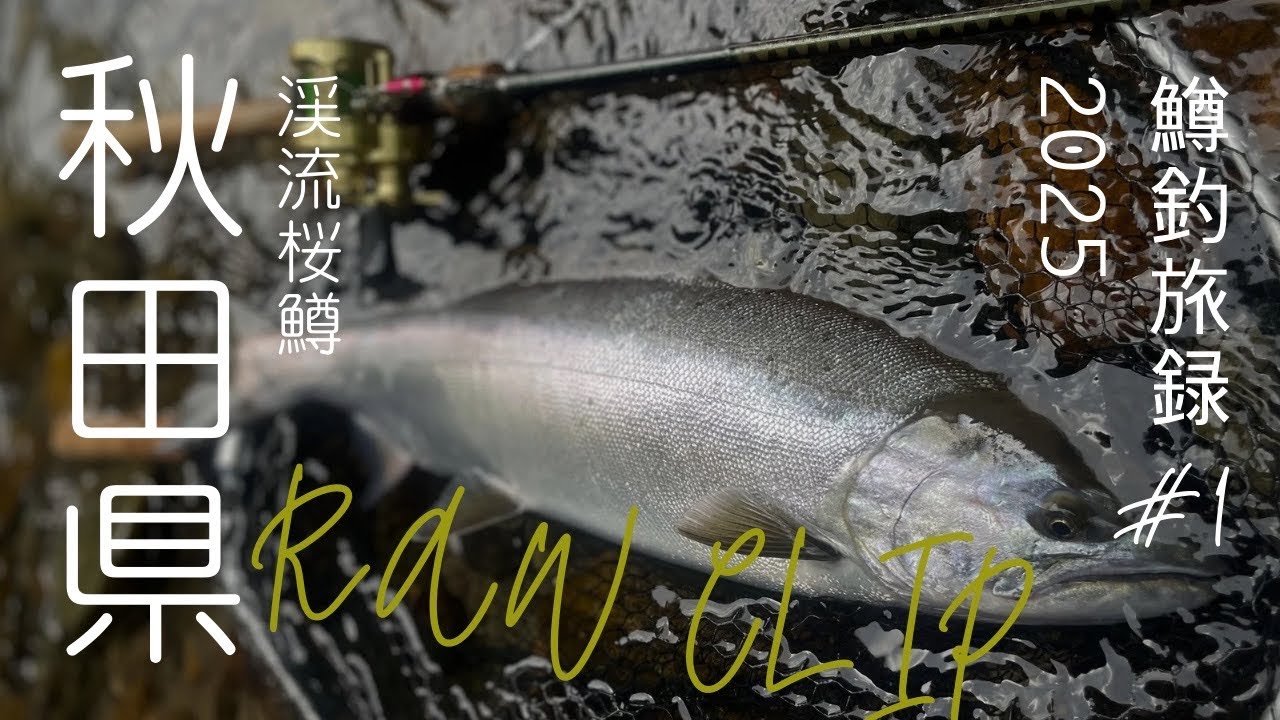 「鱒釣旅録 / RAW CLIP 2025」秋田県/渓流桜鱒🇯🇵