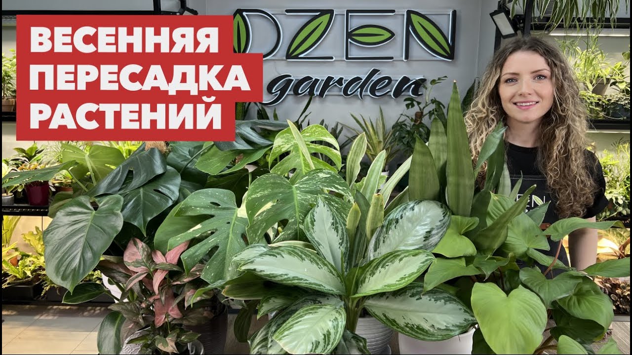 Пересадка комнатных растений и цветов » Март 2025