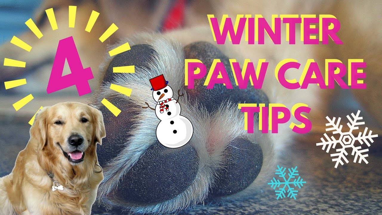 4 Winter Paw Care Tips