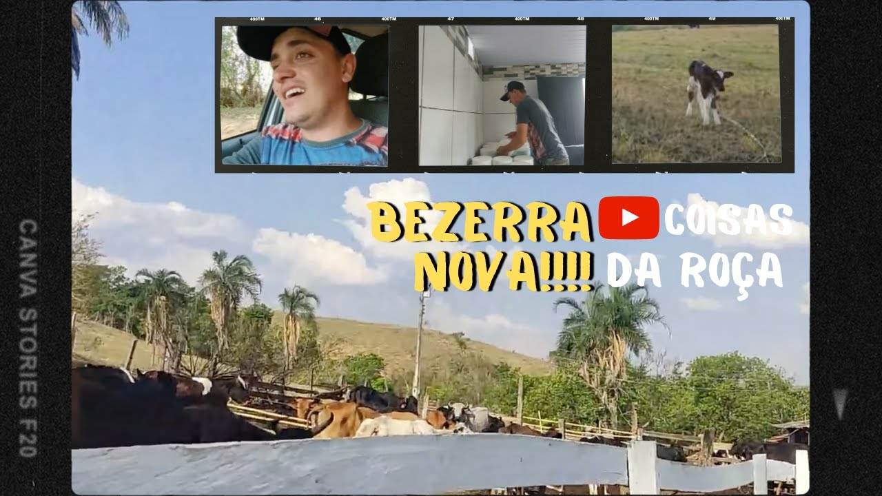MINHA VACA PARIU + COMPREI UM LATÃO PRA QUEIJEIRA