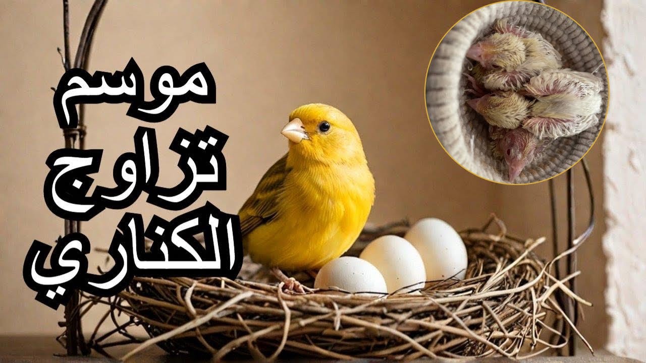 متى يبدأ تزاوج الكناري الإستعداد لتزاوج الكناري  🕊️