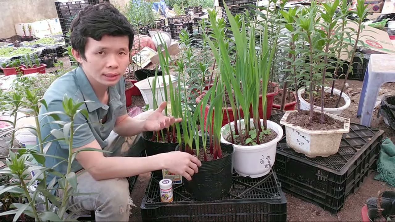 Trồng Hoa Lay Ơn Chậu Cần Lưu Ý Gì
