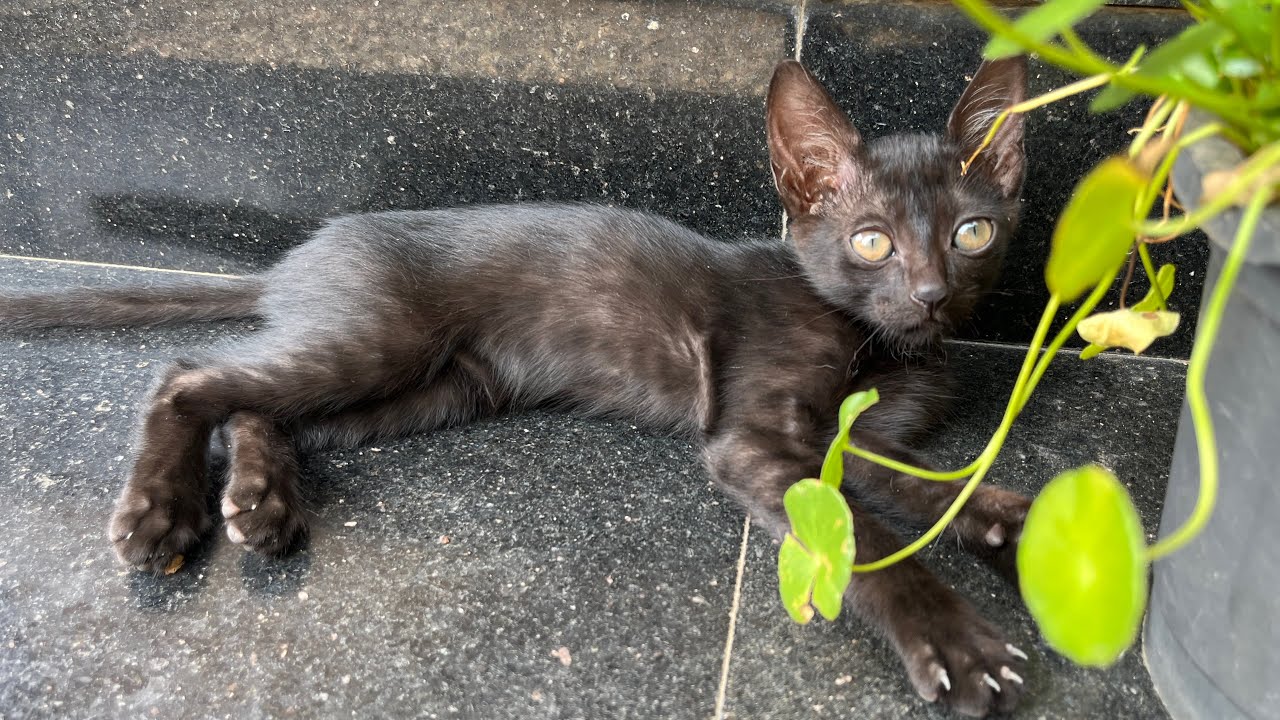 My cute cat fighting 🐈 #cat 