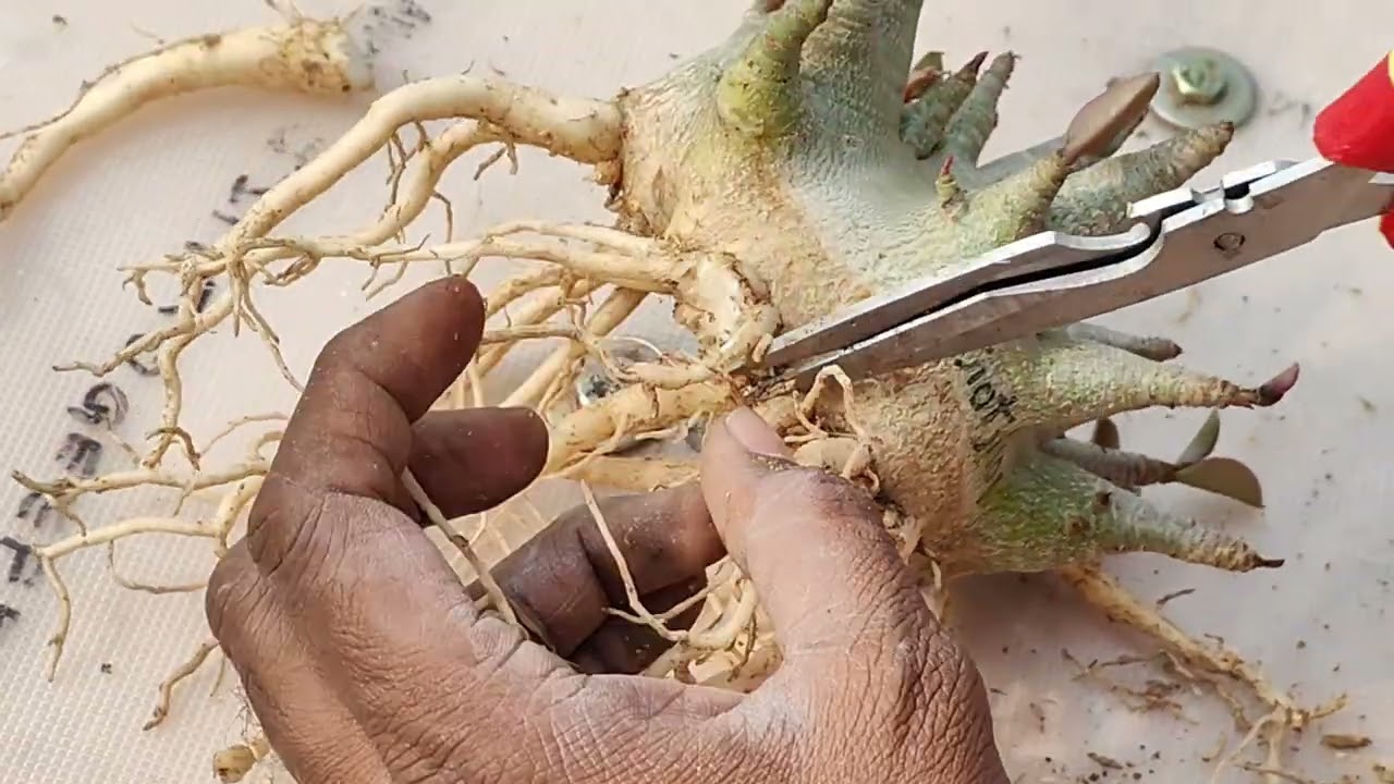 अडेनियम बोंसाई से भी अच्छा लगेगा सेंटिपेड रुट ट्रेनिंग कीजिए| adenium centipede root training 2stage