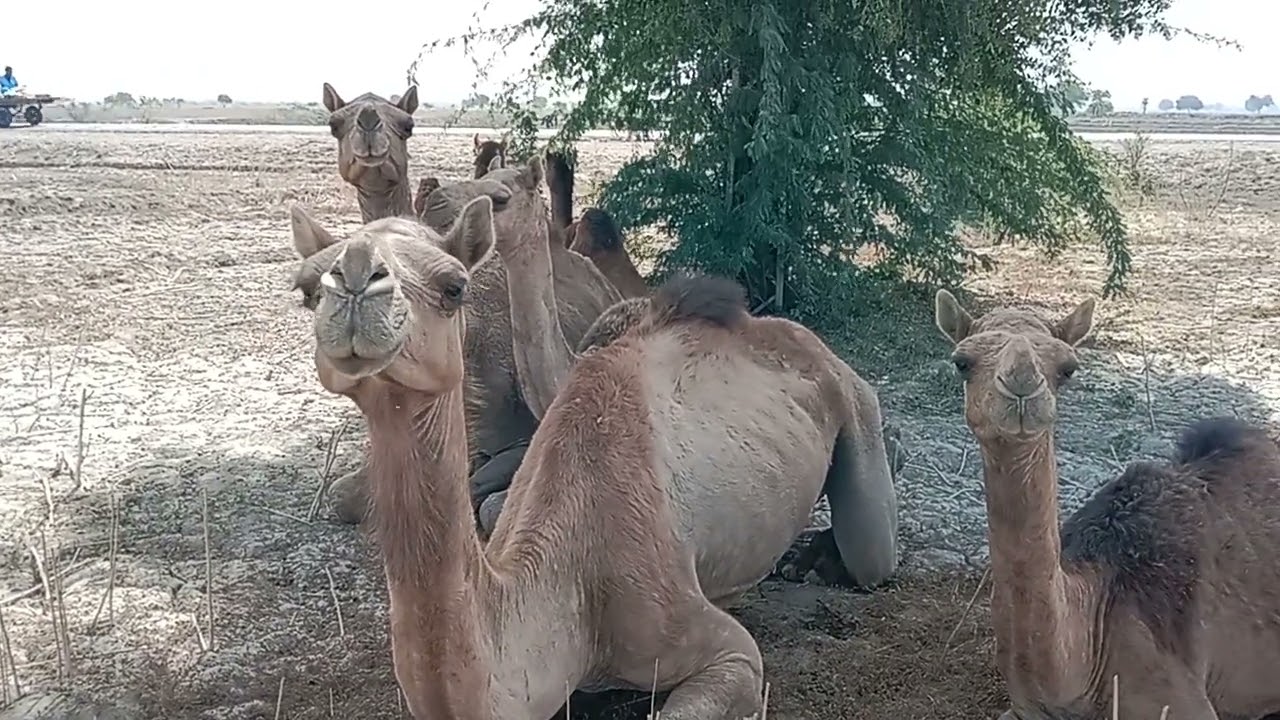 camel group sits in morning time | camel of thar |beautiful camel | camel