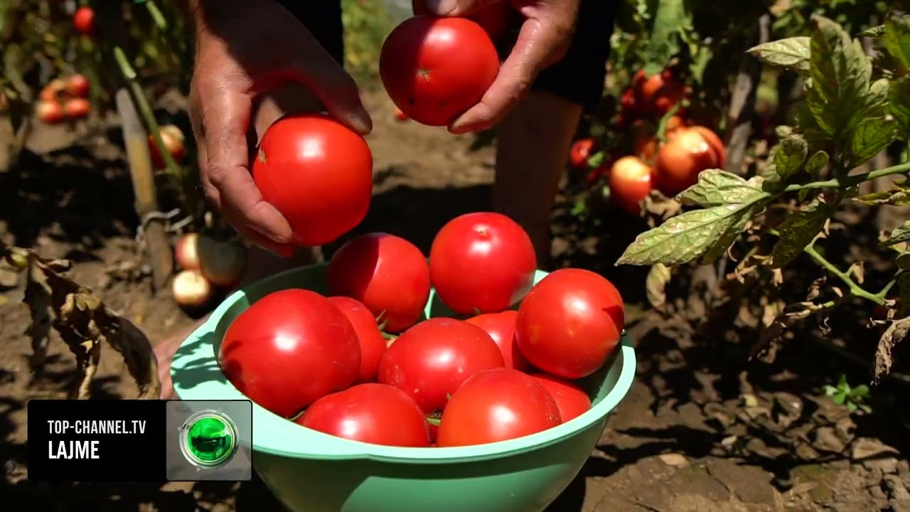 Top Channel/ Bujq&euml;si organike, fermer&euml;t p&euml;rdorim metod&euml;n e plehrimit organik p&euml;r t&euml; shtuar prodhimin