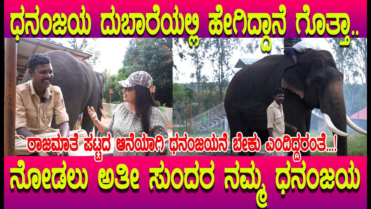 ಧನಂಜಯ ಆನೆ ನೋಡಲು ಸೂಪರ್ ಅವನ ಕೆಲಸ ಸೂಪರ್, ಅಂಬಾರಿ ಹೊರುವ  ಎಲ್ಲಾ ಲಕ್ಷಣಗಳು ಇವೆ Dhanjaya Dubare Elephant Camp