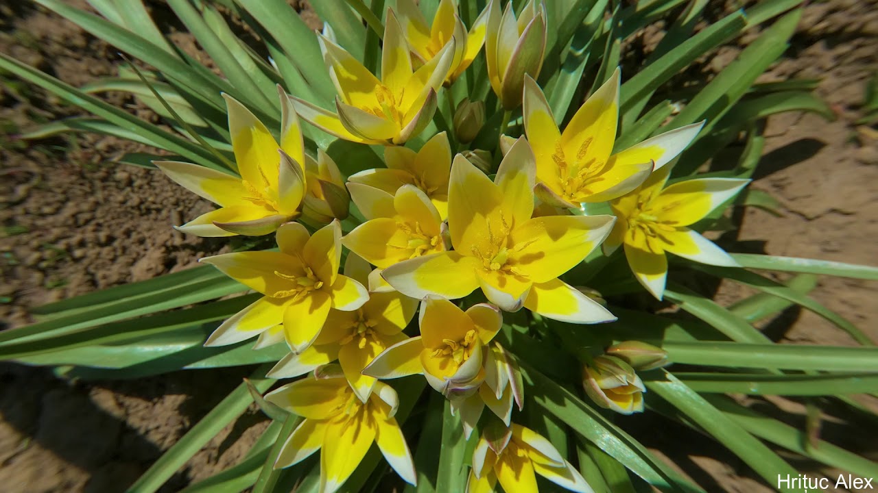 Hrituc Alex Photography ~ The little yellow tulips blooming ~