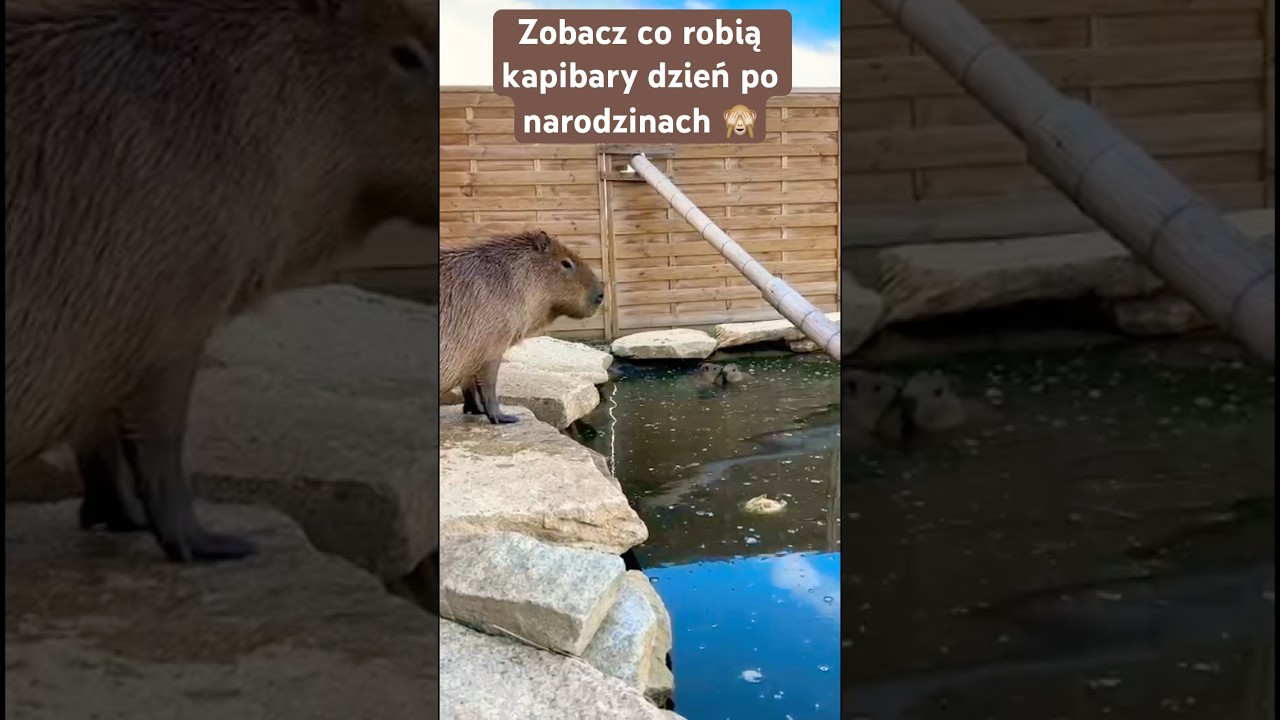 Zobacz co robią kapibary dzień po urodzeniu 🙈 #capybara #capivara #carpincho #funnyanimals