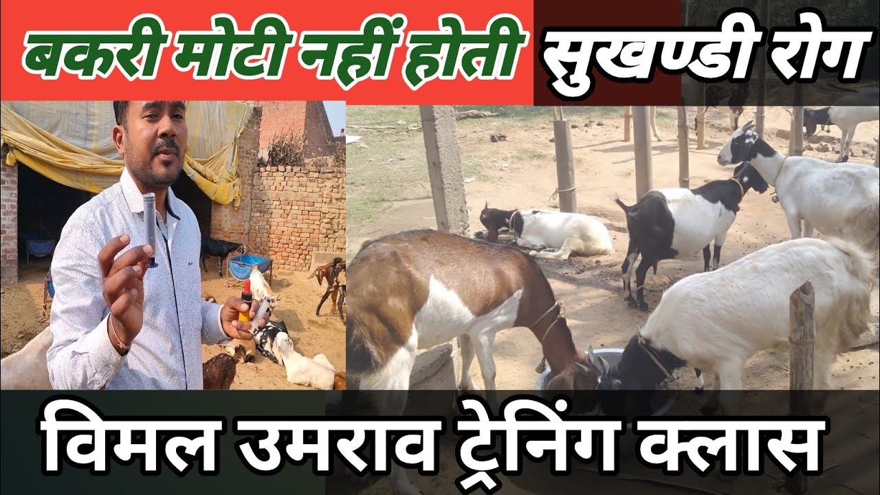 Goat Me Hone Wala Sukhwa Disease |Vimal Umrao|Online Goat Farming Class |