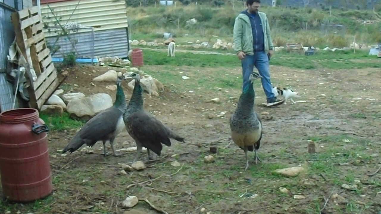 &theta;&eta;&lambda;&upsilon;&kappa;ά &pi;&alpha;&gamma;ώ&nu;&iota;&alpha; &sigma;&tau;&eta;&nu; &Phi;ά&rho;&mu;&alpha; &Tau;&zeta;&omicron;&upsilon;&rho;&alpha;&mu;ά&nu;&eta;