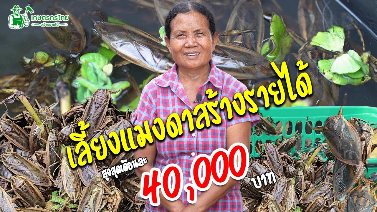 เลี้ยงแมงดาสร้างรายได้ เทคนิคการทำโรงเรือง การให้อาหารและการเลี้ยงแบบละเอียด