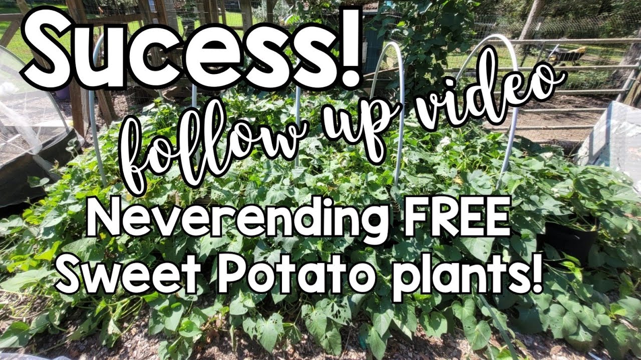 Part 2: Follow up  - I SUCESSFULLY Overwintered Sweet Potato plants !