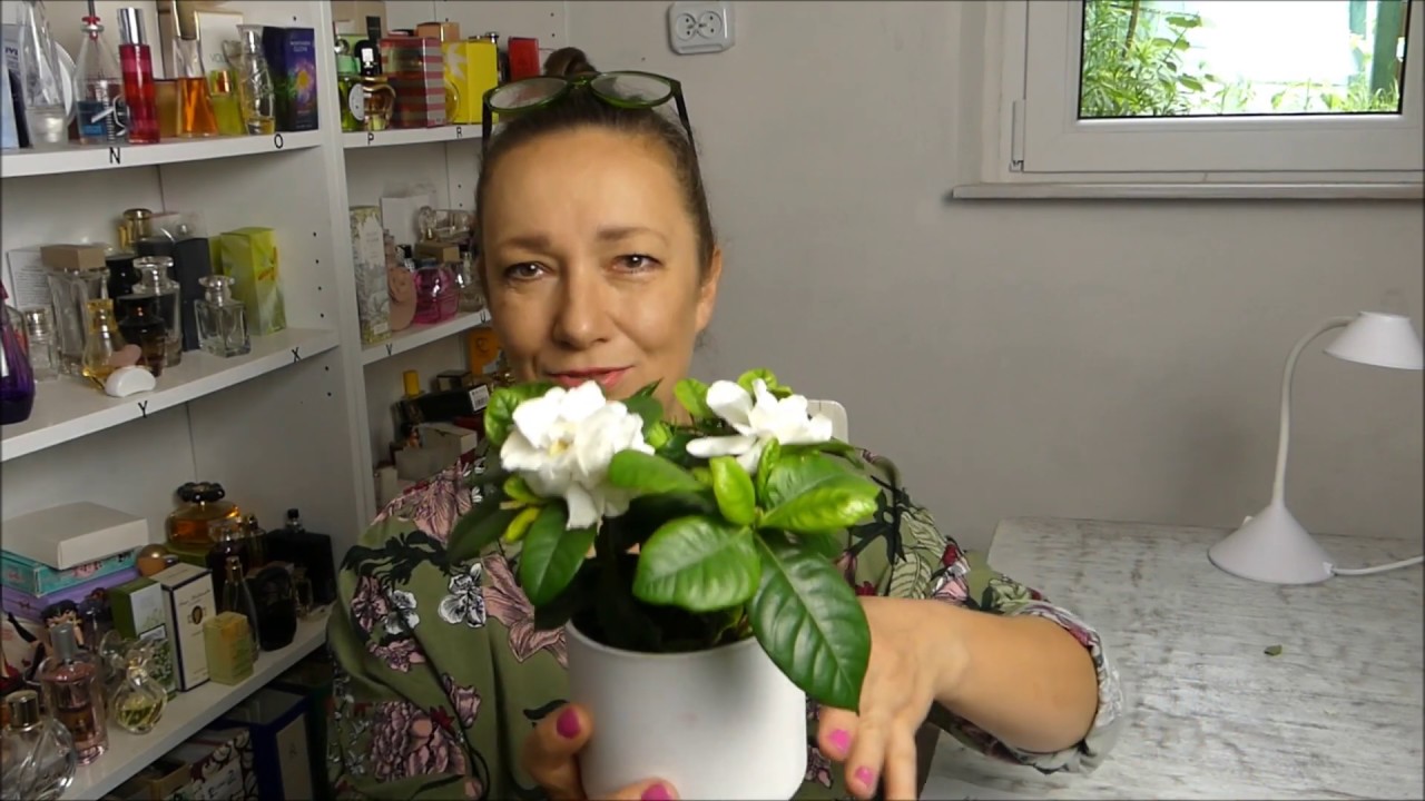 #Gardenia - ulubiona nuta celebrytek? #JuliaWieniawa #KimKardashian