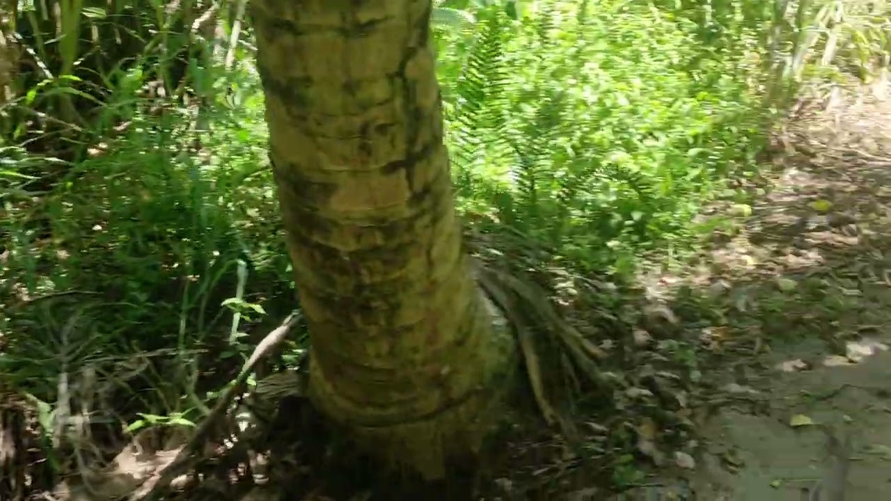 Trekking  from Petite Anse to Anse Coco. La Digue Seychelles