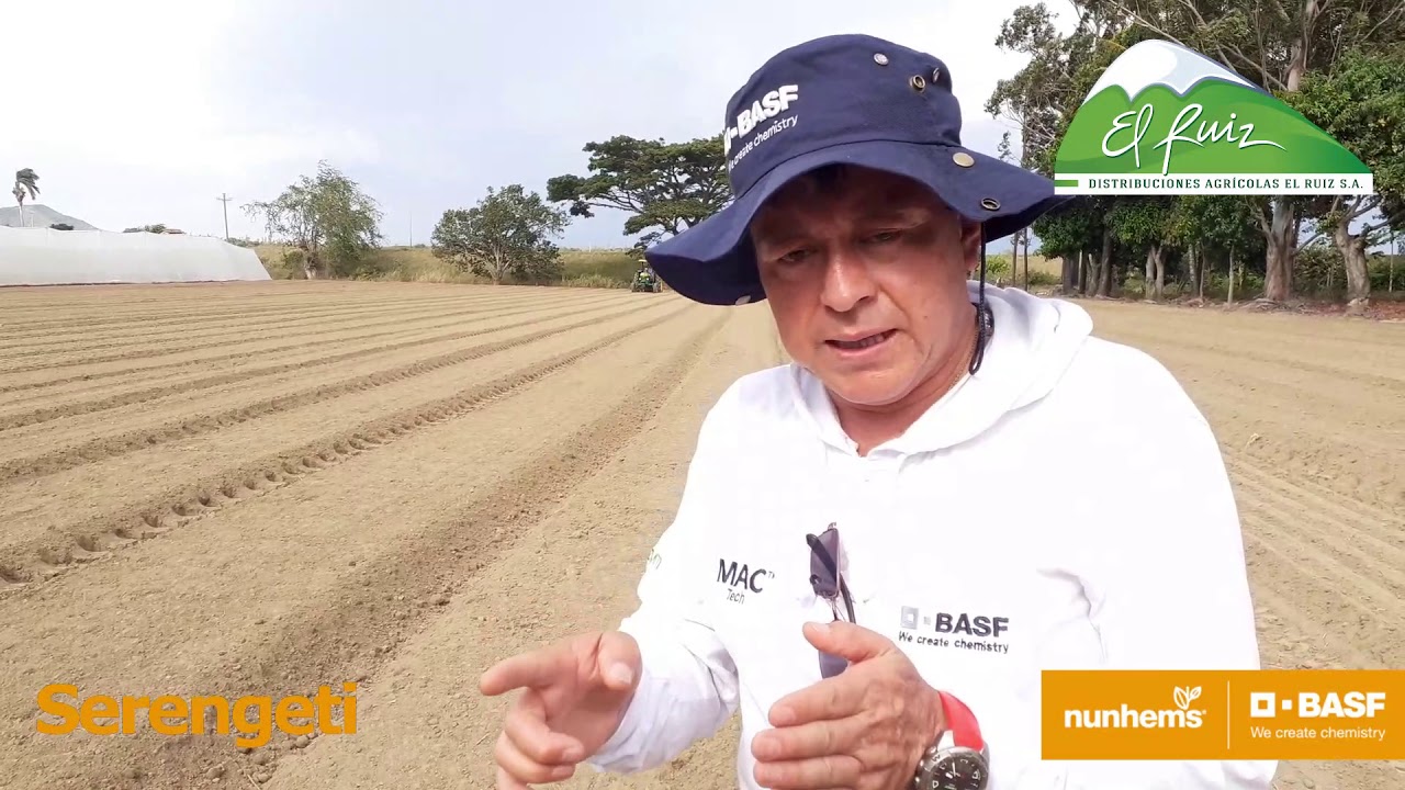 Siembra Directa con máquina Neumática - Semillas de Cebolla Serengeti NUNMHENS.