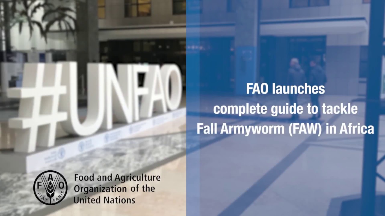 FAO launches complete guide to tackle Fall Armyworm (FAW) in Africa