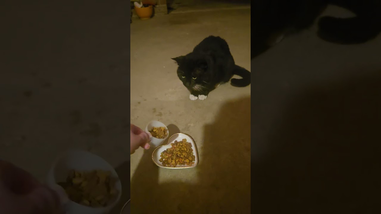 The kitty saga continues! #stray #straycat #tuxedocat #cutecat #catshorts #catvideos #cat #cats