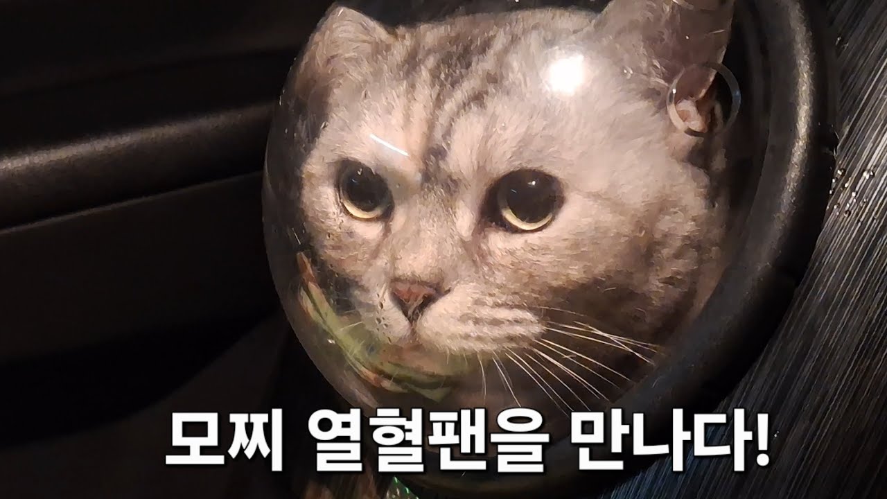 모찌 열혈팬을 만났습니다! #고양이 #고양이일상 