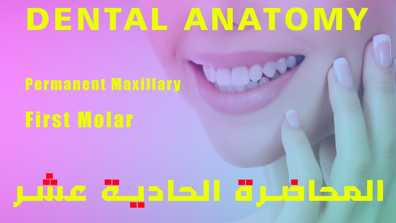 تشريح اسنان المحاضرة الحادية عشر - Dental Anatomy Permanent Maxillary First Molar