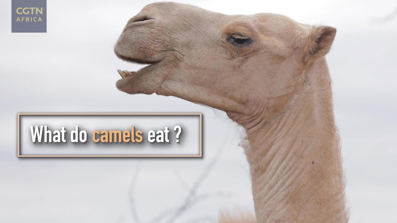 What do camels eat?