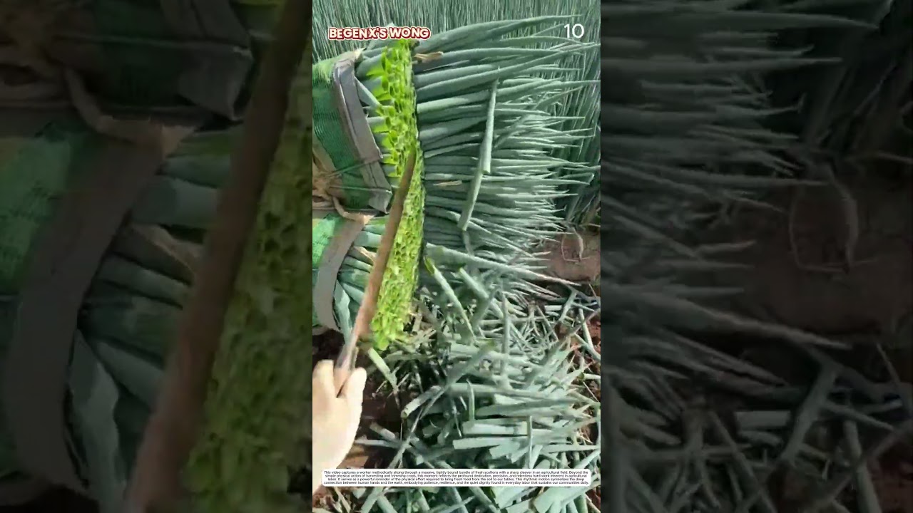 Scallion Harvesting: How Sharp Cleaver Transforms Fresh Crop Into Clean Bundles&nbsp;
