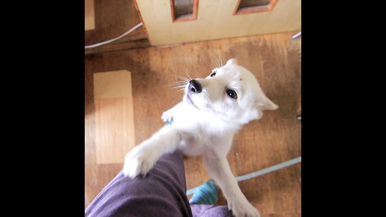 ホワイトシェパードの赤ちゃんがお家にやってきた！very cute puppy