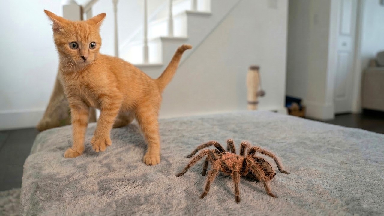 Hilarious Cat Fails  😂 |  Funniest Cat Moments You Can’t Stop Laughing At