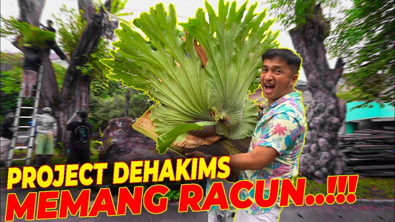 PLATYCERIUM GRANDE NEMPEL DI POHON AKI. BAKAL GEDE BANGET NIH..