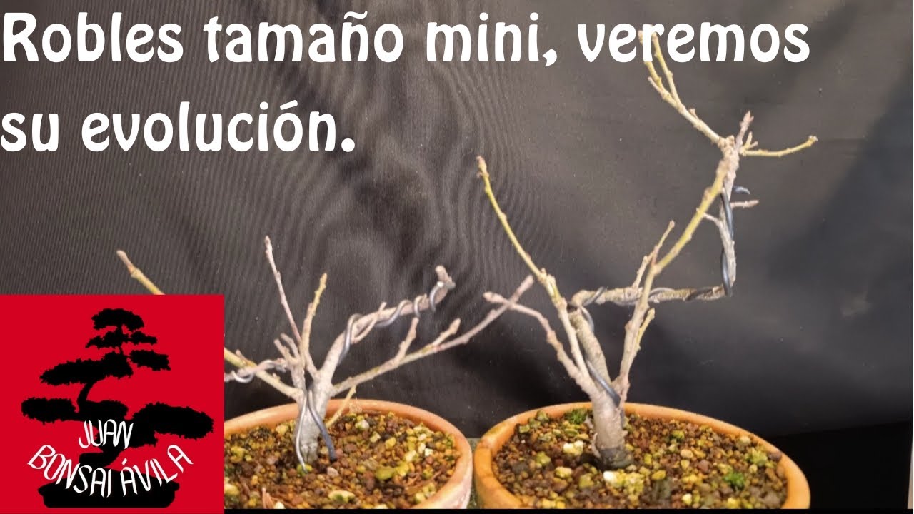 Robles, bonsai mini, seguiremos su evolución y formación