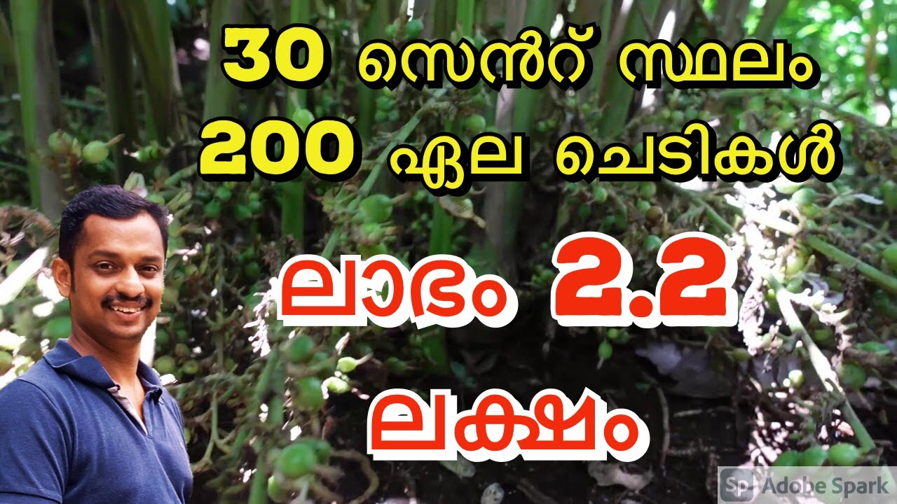 cardamom farming profit #elam krishi #cardamom small farm #Cardamom Farming With Low Investment kl06